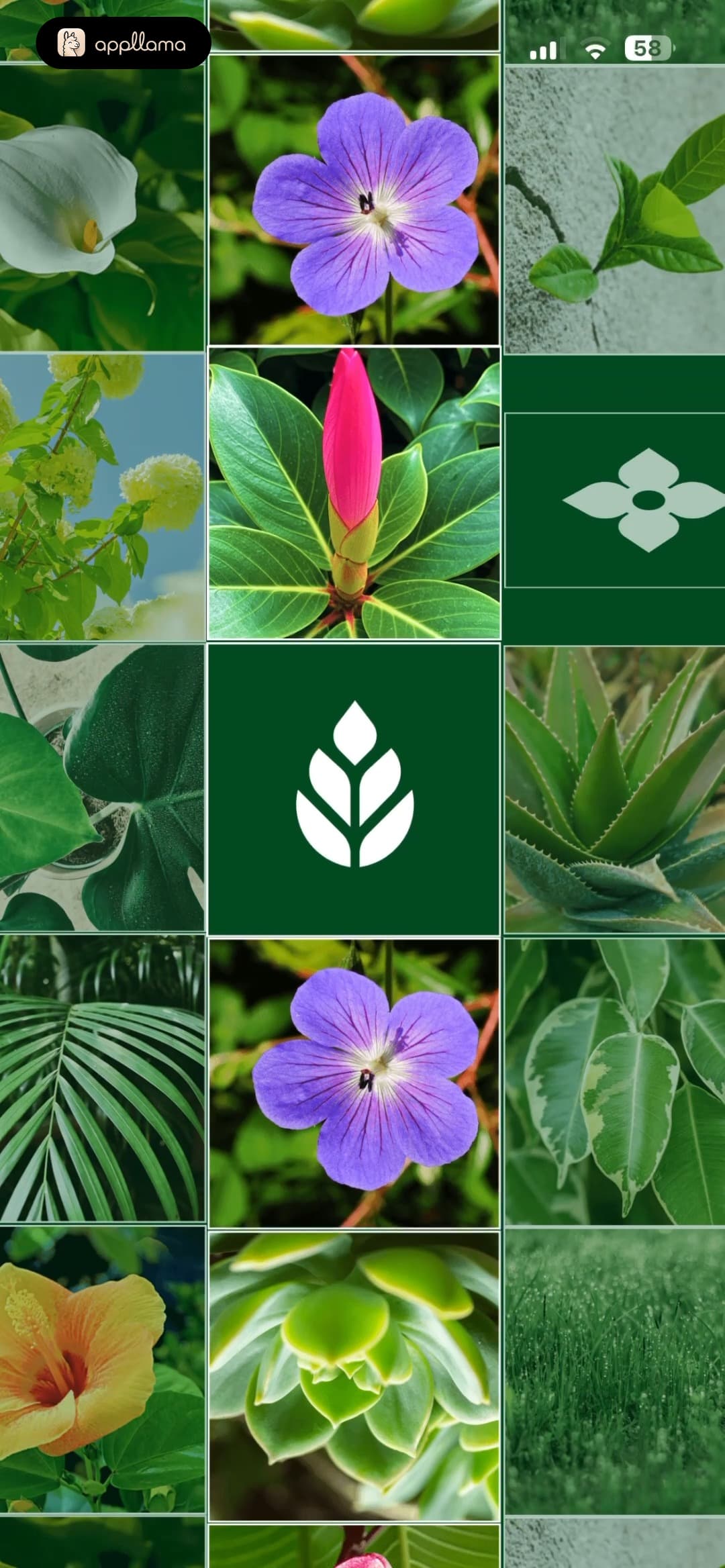 Splash Image Grid